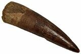 Bargain, Fossil Spinosaurus Tooth - Real Dinosaur Tooth #356768-1